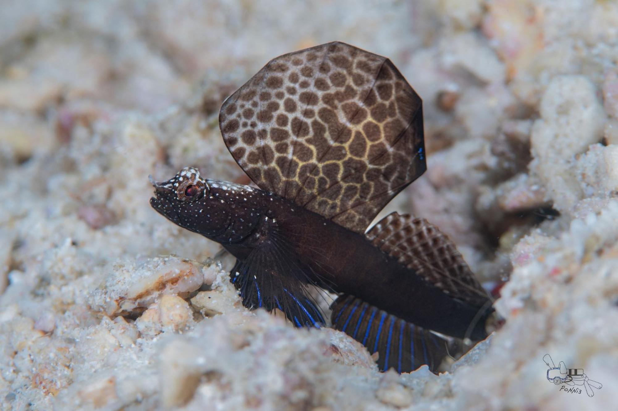 Romblon Sunset Cove Beach & Dive Resort מראה חיצוני תמונה