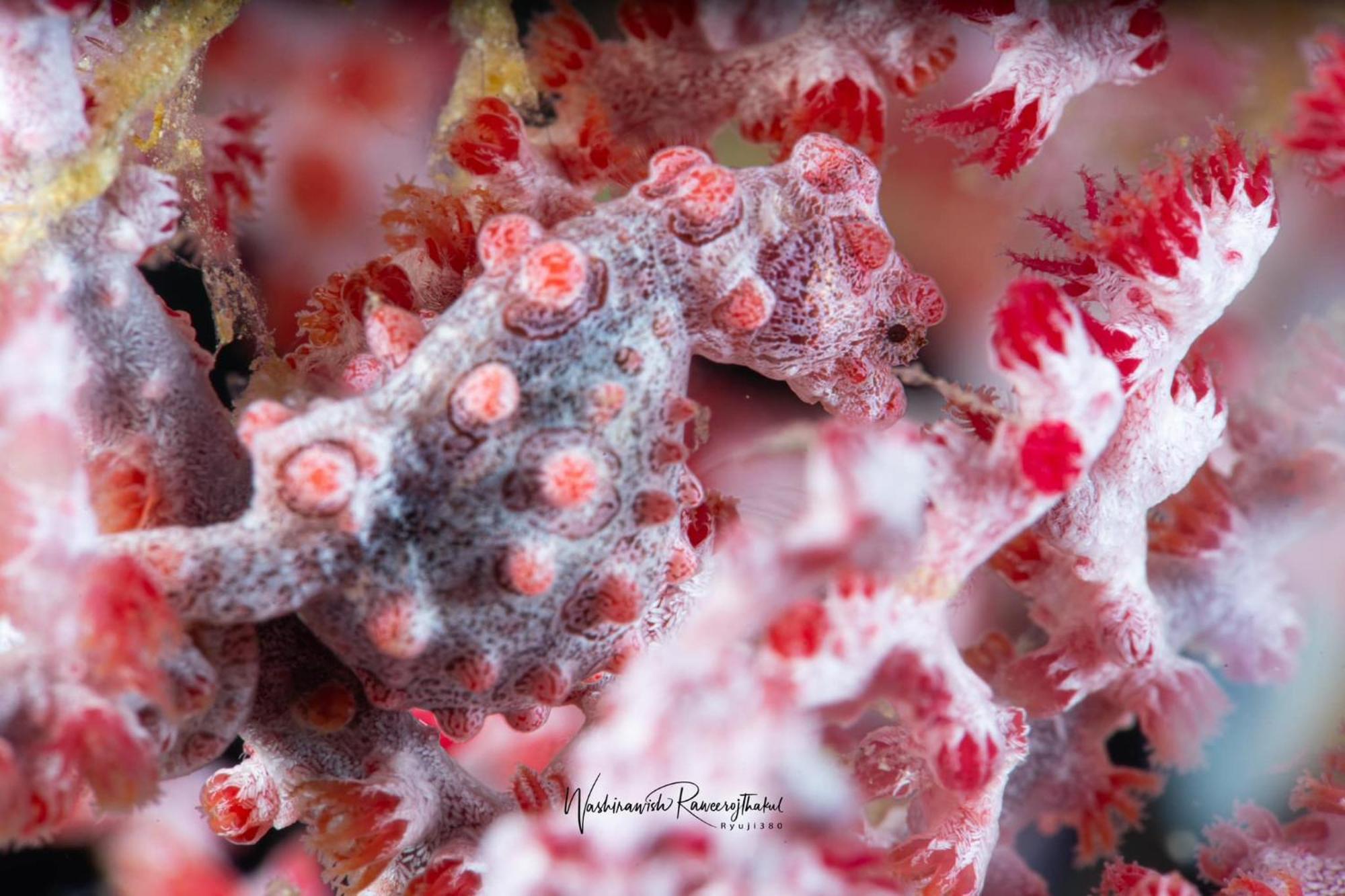 Romblon Sunset Cove Beach & Dive Resort מראה חיצוני תמונה